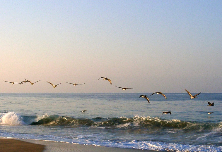Pelikane über dem Pazifischen Ozean