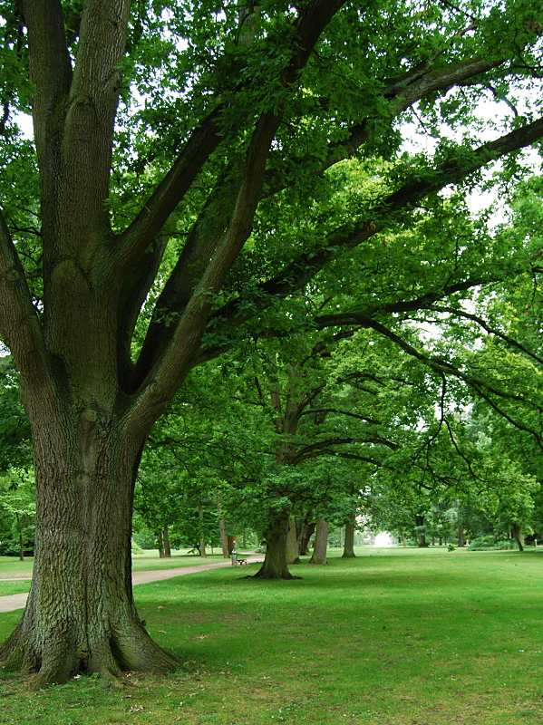 Mächtige Bäume in Celle