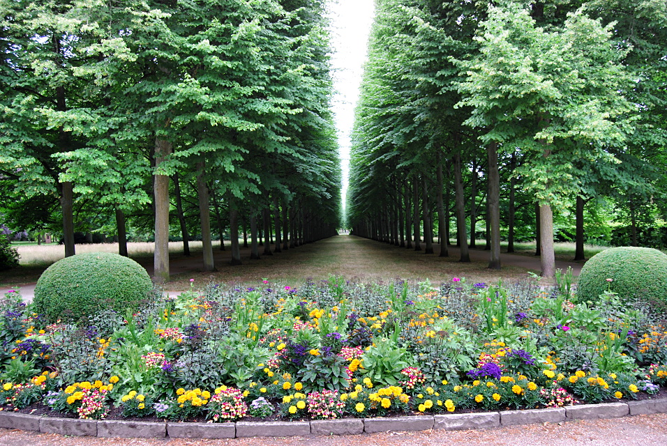 Lindenalle im Französischen Garten von Celle