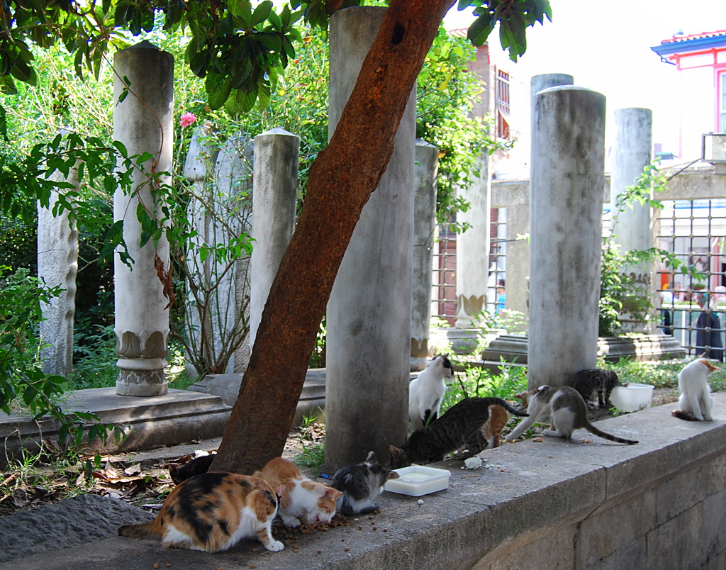 Friedhof in Eyüp mit Katzen
