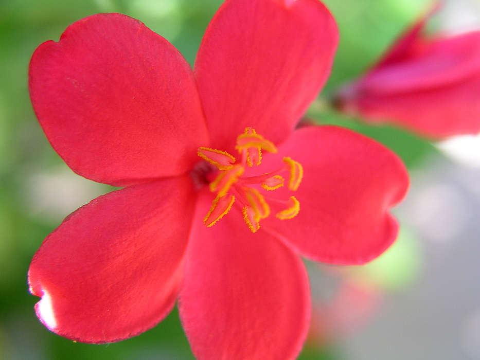 Flower: Hibiscus Matamanoa, Fiji