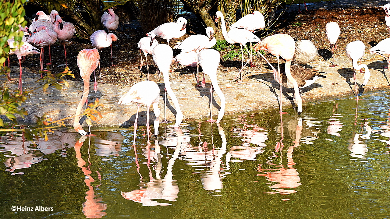 Flamingos in der Zoom-Erlebniswelt