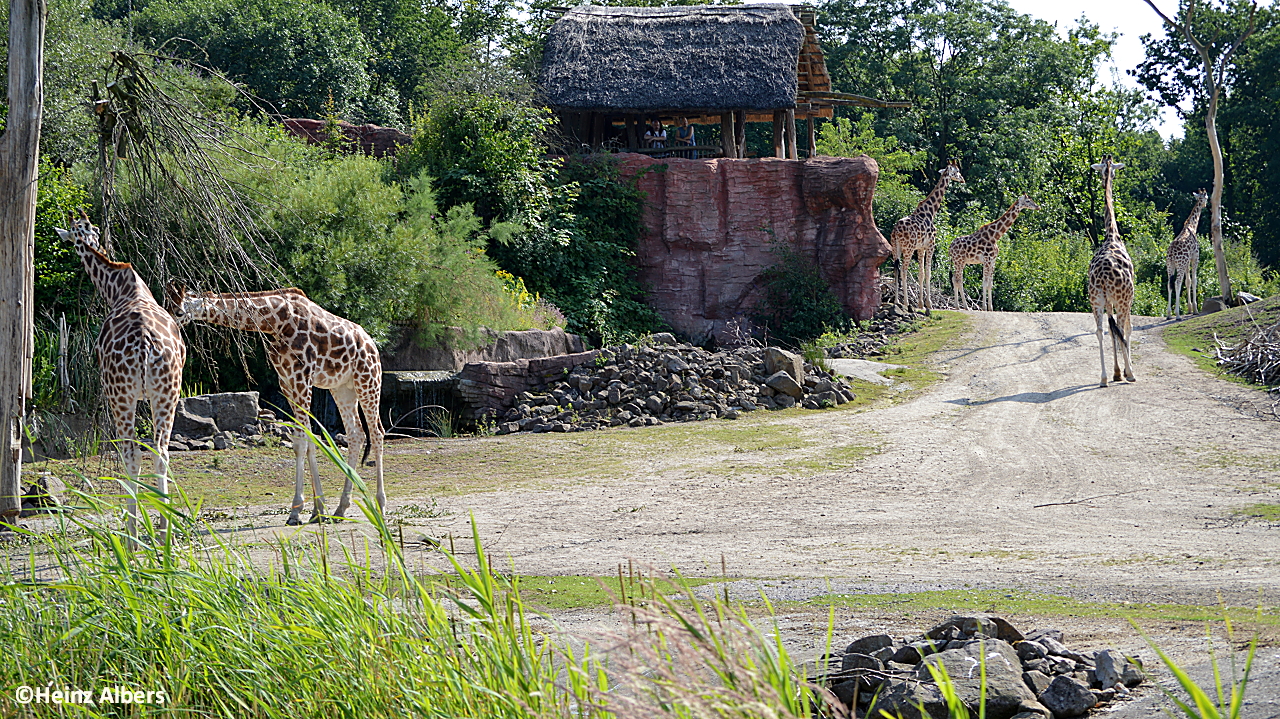 Giraffen in der Zoom-Erlebniswelt