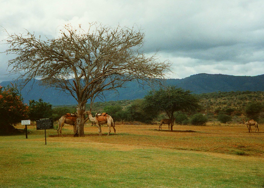 Dromedare in Taita Hills, Kenya