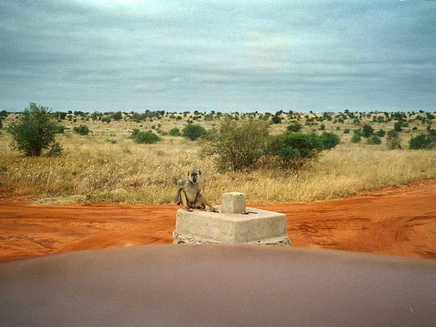 Taita Hills, Affe auf der Kreuzung