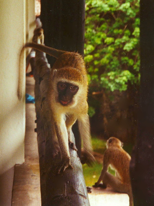 Affe auf unserem Balkon in Kenia