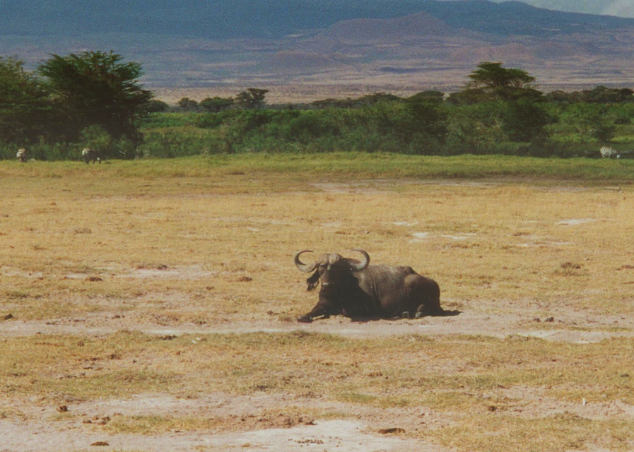 Kaffernbüffel, Amboseli