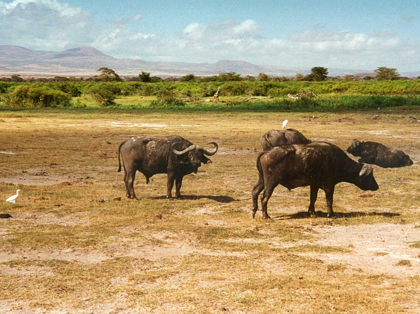 Kaffernbüffel, Kenia
