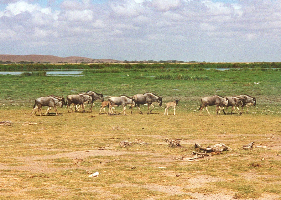 Gnus in der Massai Mara