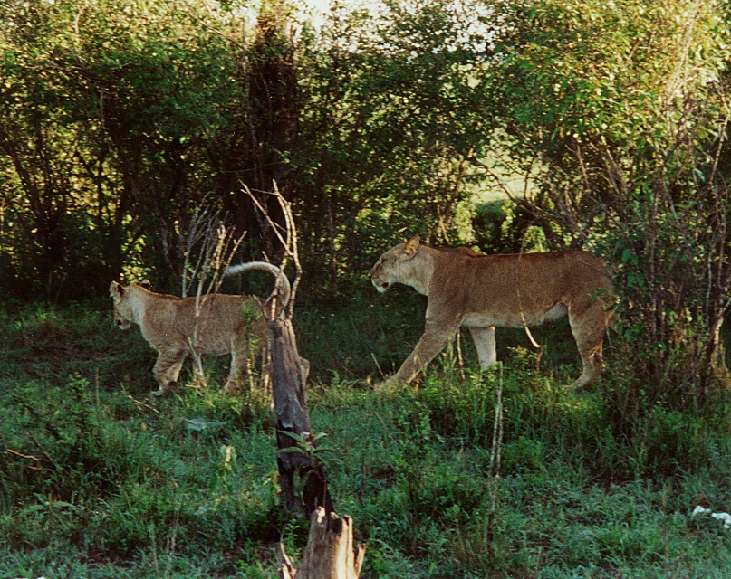 Löwinnen, Massai Mara