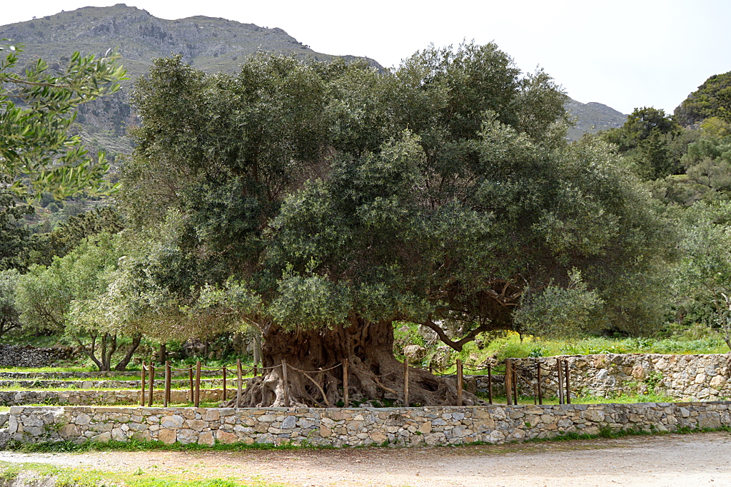3300 Jahre alter Olivenbaum bei Kavousi