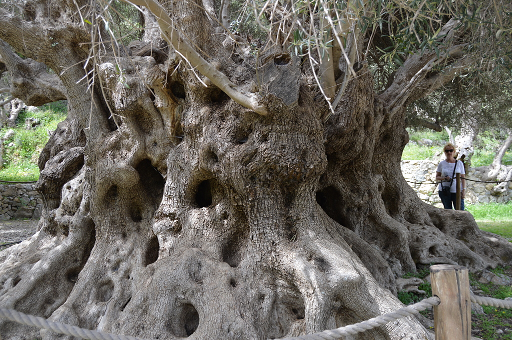Historischer Olivenbaum (Kreta)