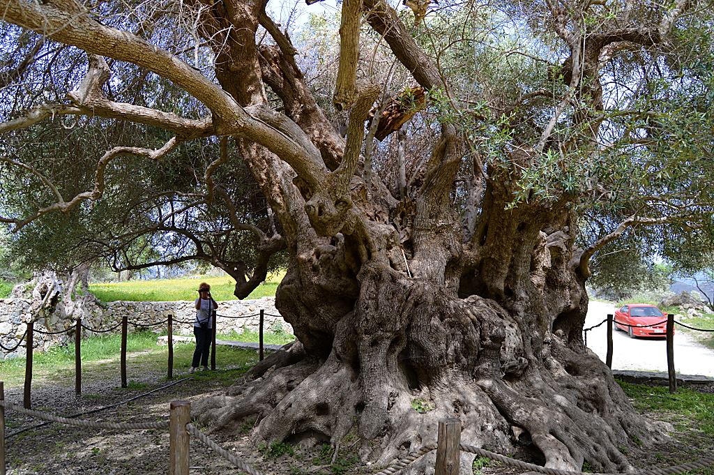 Gewaltiger Olivenbaum aus Kreta