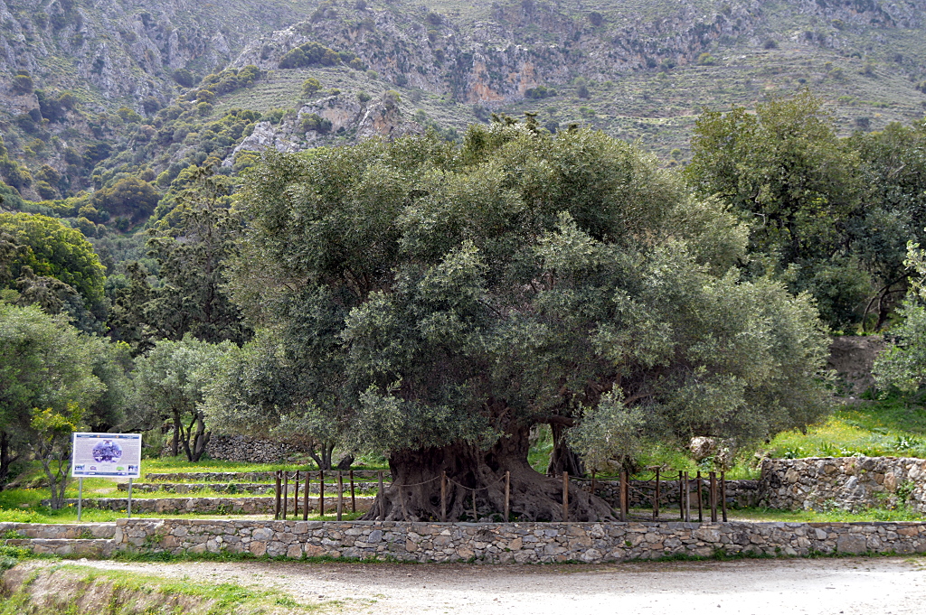 Koordinaten des Olivenbaums von Kavousi