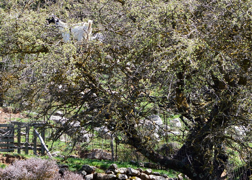 Baumziege in Kreta