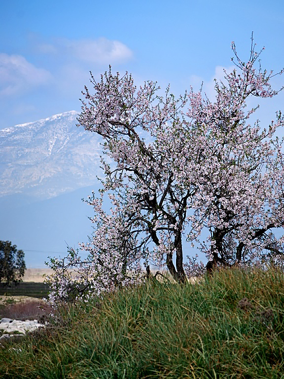 Springtime in Miletus