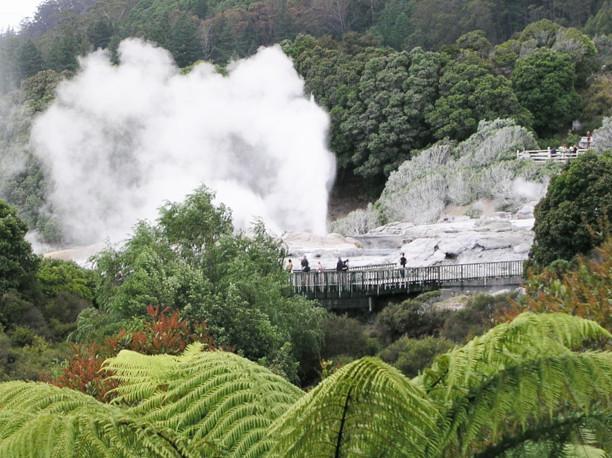 Geyser in Rotorua