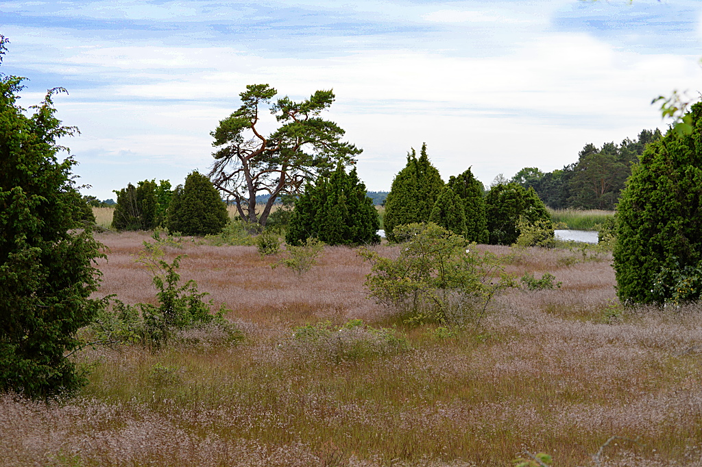 Landschaft mit Wacholderbüschen in Örarevet