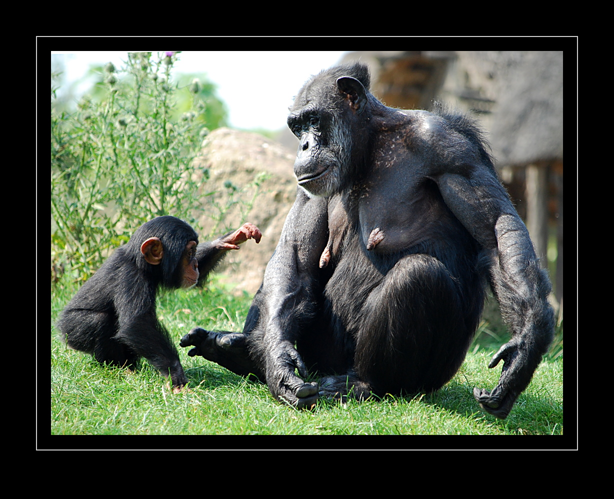 Schimpansen-Baby im Zoo Gelsenkirchen