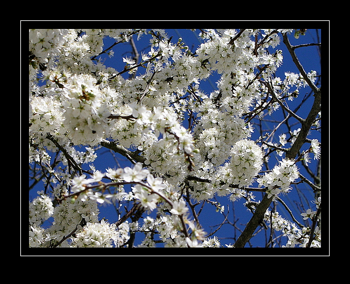Blüten der Mirabelle, Prunus domestica