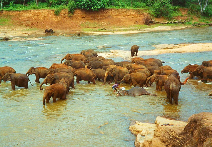 Badende Elefantenherde in Sri Lanka