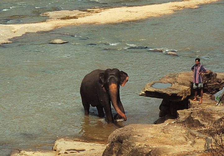 Elefantenbad Sri Lanka