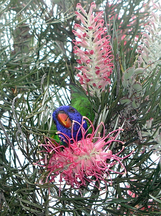 Rainbow Lorikeet in Grevillea Banksii