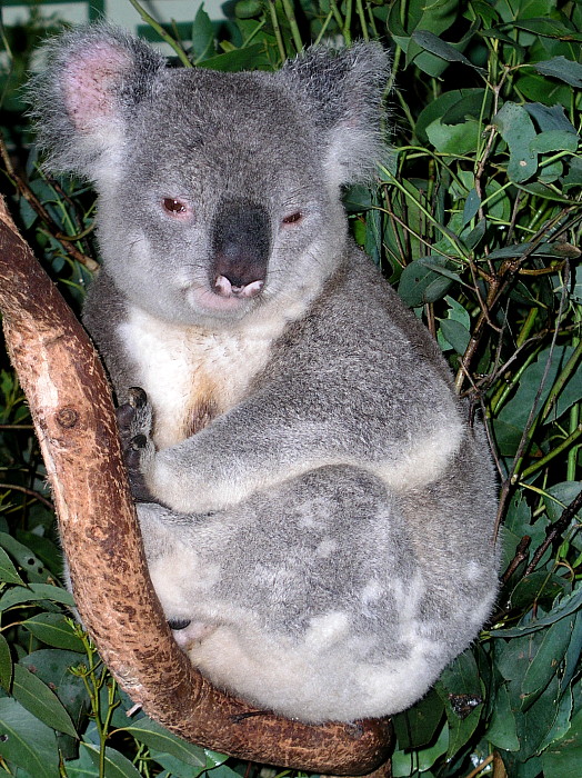 Koala-Baer mit Eukalyptus