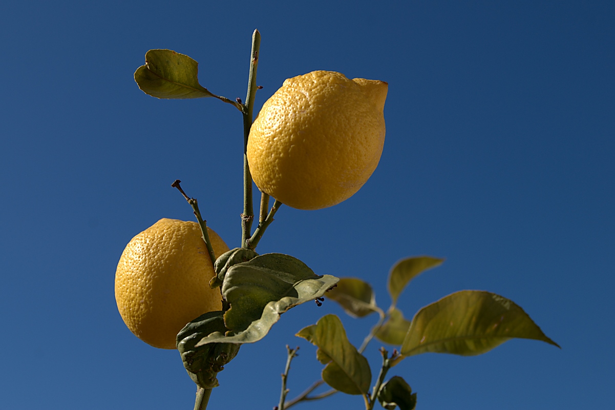 Foto Citron, Zitrone, Lemon