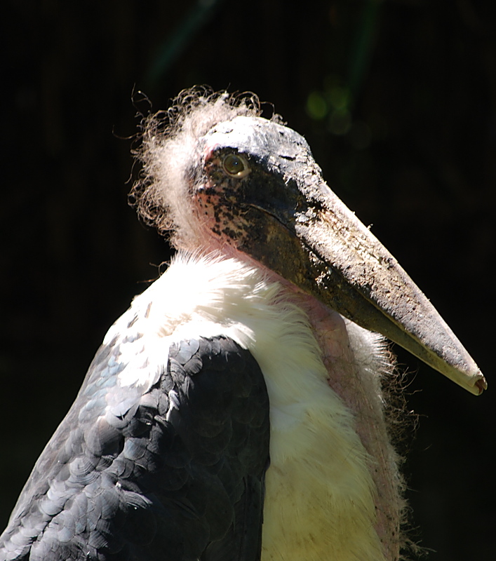 Marabu, Marabou Stork