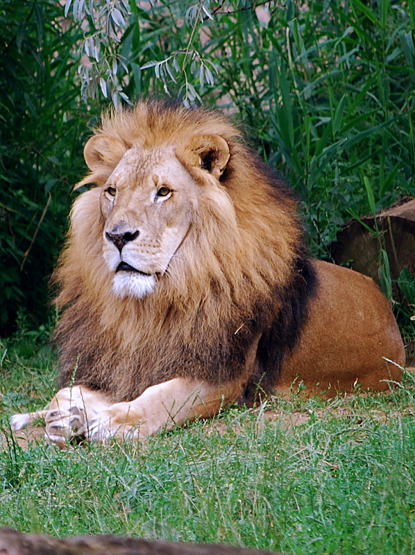 Löwe, Panthera