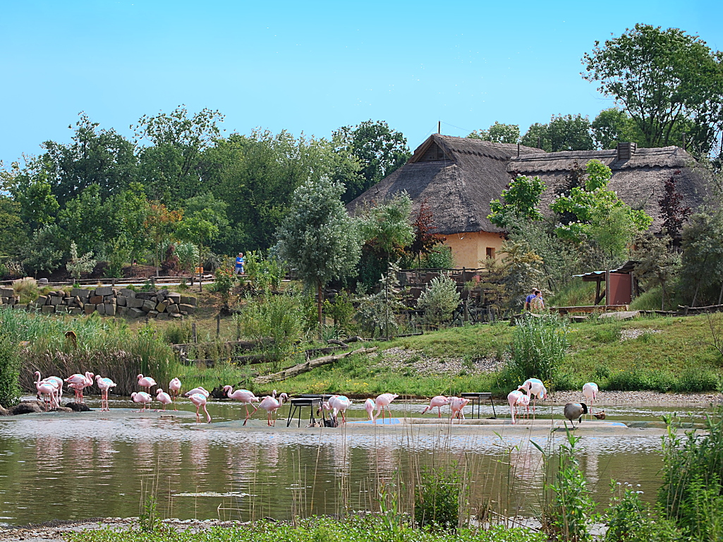 Flamingos in der Zoom Gelsenkirchen