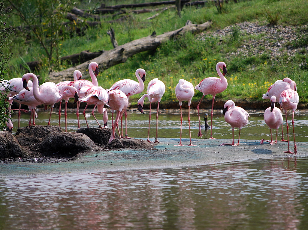 Flamingos in Zoo-Landschaft