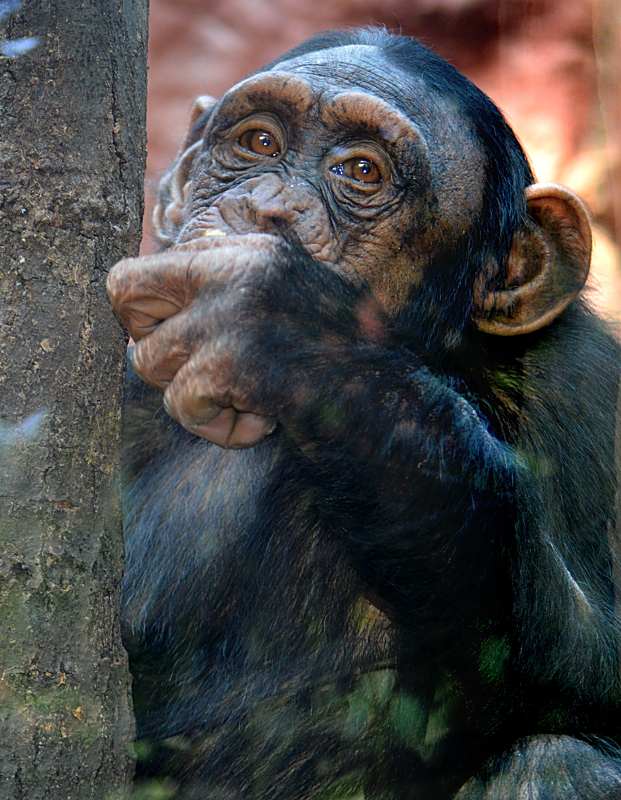 Schimpanse - Foto