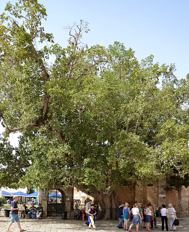 Famagusta und der Ficus-Baum aus dem Jahre 1299