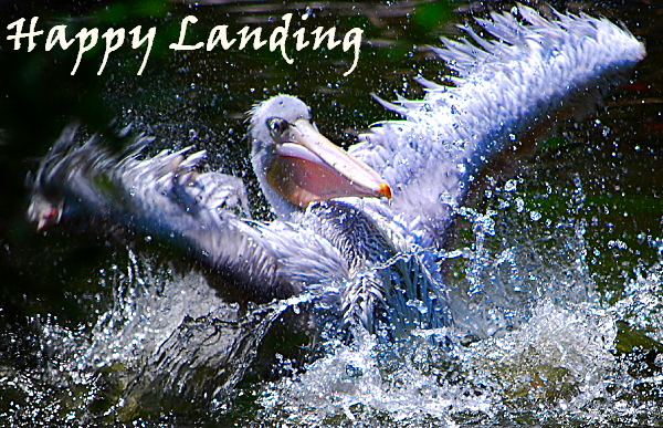 Pelikan bei der Landung