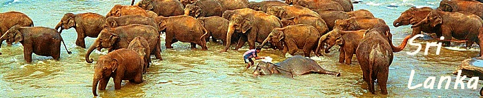 Sri Lanka, Elefantenbad