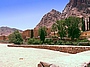 Oase mit geringer Vegetation am Kloster, Sinai