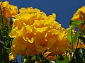 Gelbe Blüten am Roten Meer