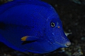 Foto Blauer Segelflossendoktor