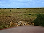 Löwenrudel am Wegesrand - Tsavo West