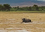 Kaffernbüffel in Kenia