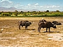 Buffalo, Kenya