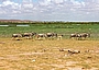 Gnu-Herde in der Masai Mara