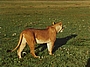 Löwin auf der Pirsch nach Beute, Masai Mara - Kenya