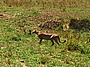 Gepard in der Masai Mara - Kenia
