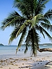 Palme am Monkey Island-Resort auf Koh Mak