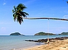 Waagerecht wachsende Palme am Island Hut-Resort Koh Mak