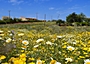 Wildblumenfeld bei Malia, Kreta