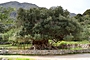 Kreta: Olivenbaum bei Kavousi